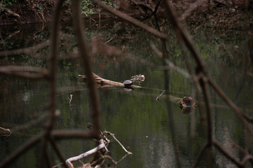 Fototapeta premium turtle