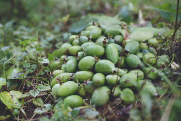 Organic Feijoa in New Zealand