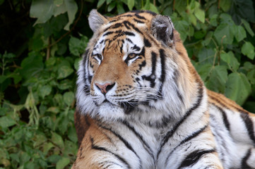 Fototapeta na wymiar Bengal tiger in lush green jungle early morning closeup India 