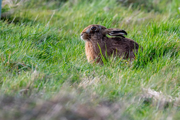Brown hare (Lepus europeaus) in an English field on a sunny spring evening