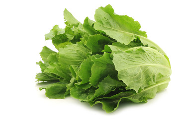 fresh endive on a white background