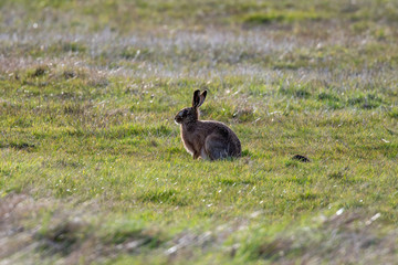 Brown hare (Lepus europeaus) in an English field on a sunny spring evening