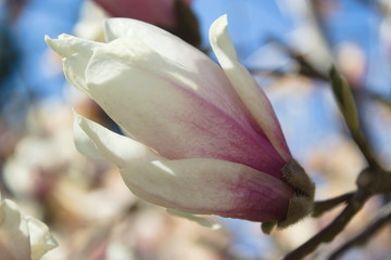 rozwijający się kwiat magnolii na tle błękitnego nieba - obrazy, fototapety, plakaty
