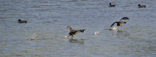 Folle poursuite de Foulque macroule sur l'eau