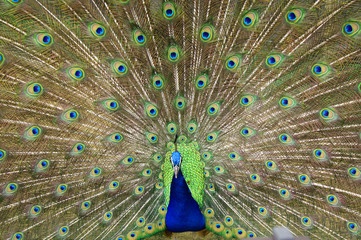 Naklejka premium peacock