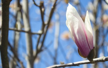 rozwijający się kwiat magnolii na tle błękitnego nieba - obrazy, fototapety, plakaty