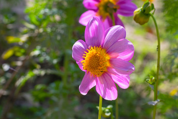 Fototapeta premium A beautiful pink dahlia flower in a garden