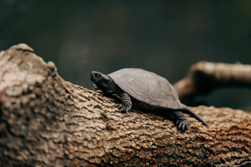turtle