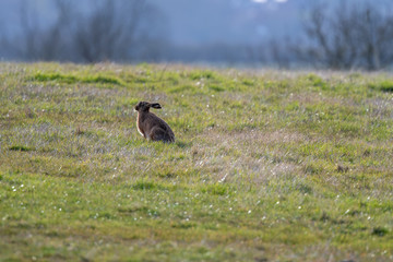 Brown hare (Lepus europeaus) in an English field on a sunny spring evening