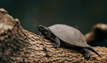 turtle