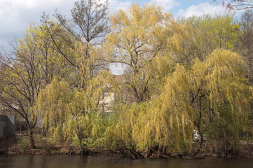 Weeping willow along the Charles River in Watertown MA