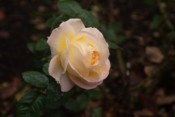 Peach colored rose blooming in the autumn