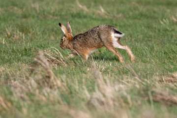Naklejka na ściany i meble Brown hare (Lepus europeaus) in an English field on a sunny spring evening