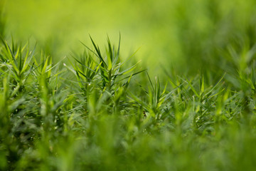 Moos, Makro, Blockstrom, Kaser Steinstuben, Voglarn, Triftern, Landkreis Rottal-Inn, Niederbayern, Bayern, Deutschland