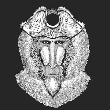 Baboon, monkey, ape. Pirate cocked hat. Head, portrait of animal.