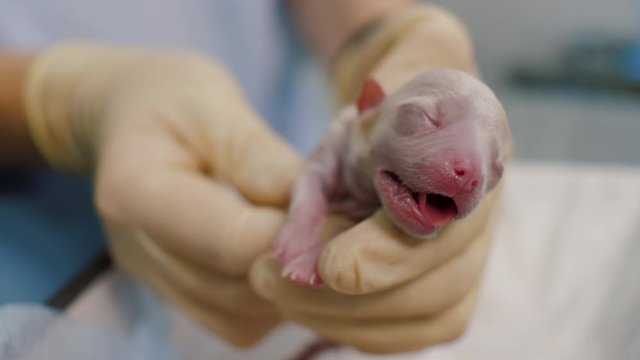 Nurse hands holding and caressing newborn puppy dog in veterinary clinic