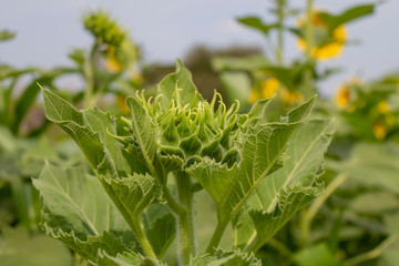 A beautiful sunflowers