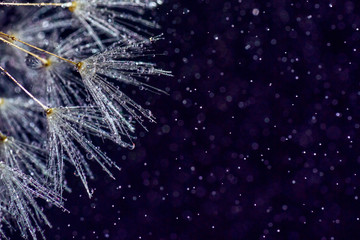 Close-up of dandelion seeds in the rain on a dark background