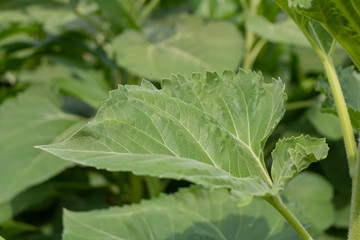 A beautiful sunflower leaf