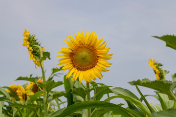 A beautiful sunflowers