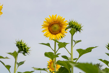 Obraz premium A beautiful sunflowers