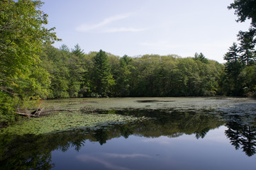 Pond in Noanet woods, Dover MA during the summer