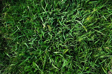 Green juicy spring grass. Spring background
