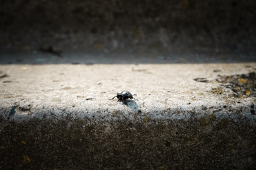 Black beetle on a concrete step
