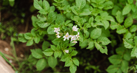small white flower in the middle of a green garden