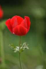 Red anemone flower close-up in the garden. The first spring flowers.