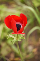 Red anemone flower close-up in the garden. The first spring flowers.