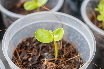 Dicotyledon seedlings
