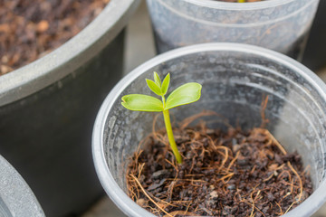 Dicotyledon seedlings
