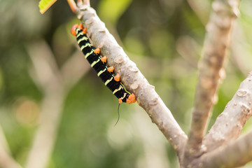 close up of a Black tropical caterpillar on a branch