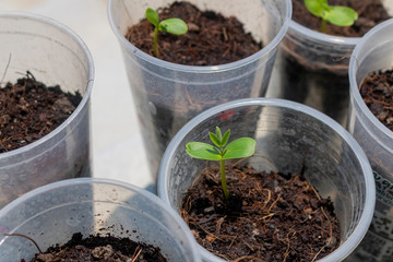 Dicotyledon seedlings
