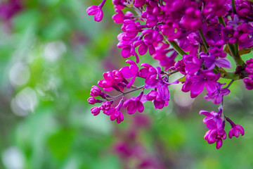 Spring branch of blossoming lilac, Green branch with spring flowers. Lilac flowers on tree in garden.