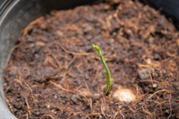Dicotyledon seedlings