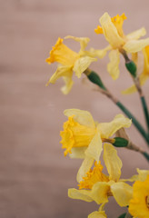 Closeup of a Narcissus flowers.