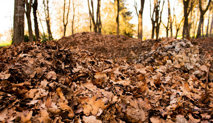 Fall covered by many leaves