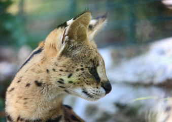 Profil du serval