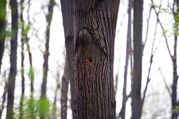 spring in the woods