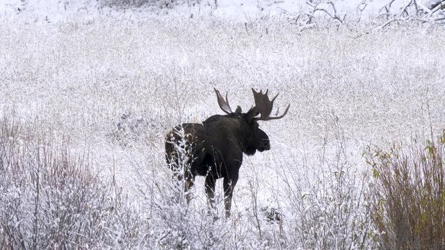 rear view of a moose bull standing in a snowy meadow at yellowstone national park in wyoming, usa