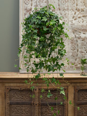 Ivy plant in home interior 