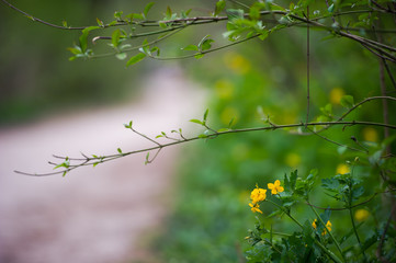 spring in the woods