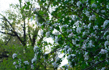 Blooming apple tree against the setting sun in spring.