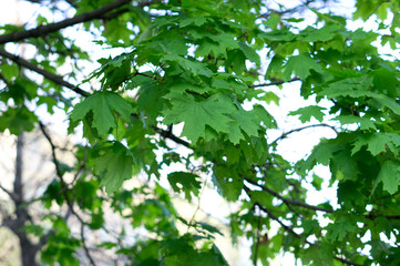 Fototapeta na wymiar Young spring leaves of canadian maple