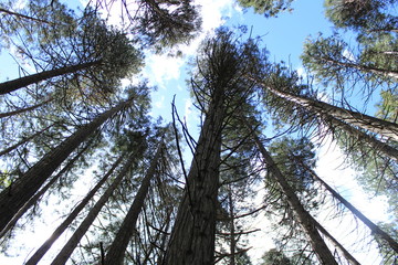 trees