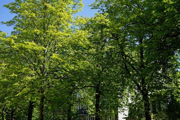 Fototapeta premium Straßenlandschaft in Berlin im Frühling