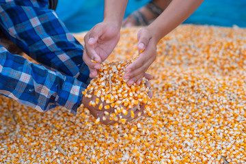 Farmers' hands are collecting corn seeds.