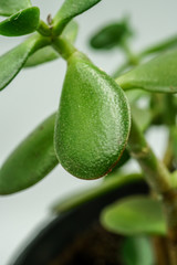 Planta suculenta primer plano